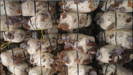 Quy trình sản xuất nấm mộc nhĩ (nấm mèo)